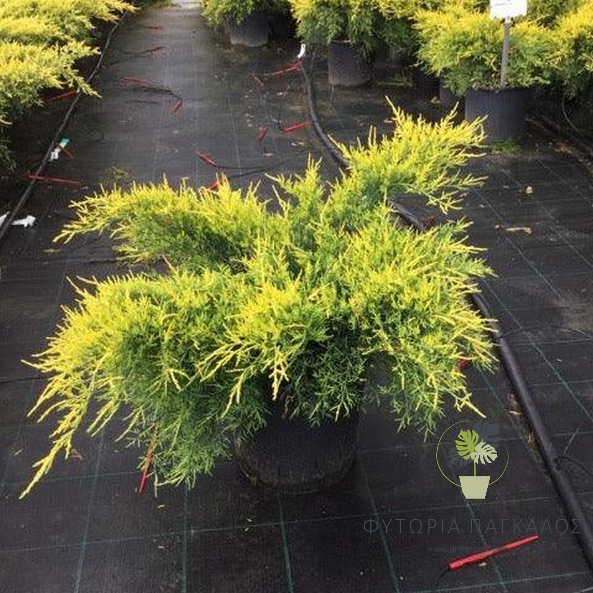 🌲 ΓΙΟΥΝΙΠΕΡΟΥΣ – Juniperus sp - 3